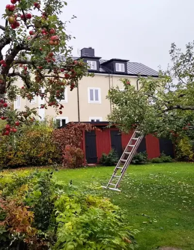 Trädbeskäring av JOLGAB Trädgårdstjänst