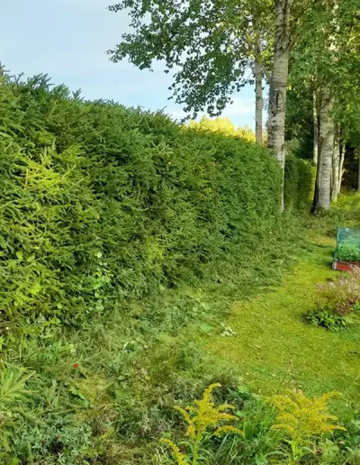 Häckklippning av JOLGAB Trädgårdstjänst