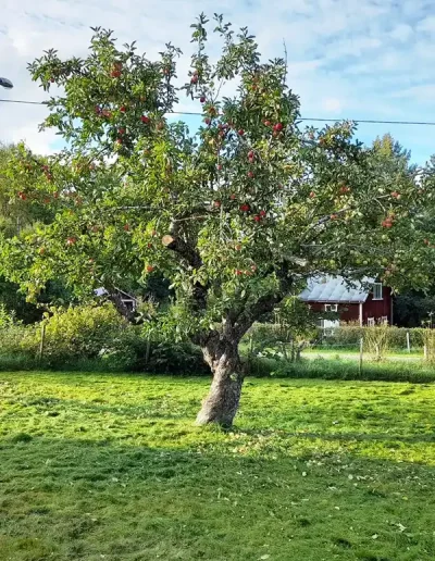 Trädbeskäring av JOLGAB Trädgårdstjänst