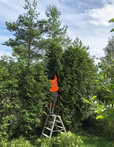 Häckklippning av JOLGAB Trädgårdstjänst