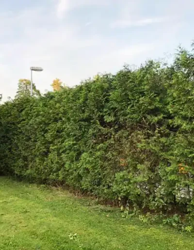 Häckklippning av JOLGAB Trädgårdstjänst