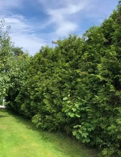 Häckklippning av JOLGAB Trädgårdstjänst
