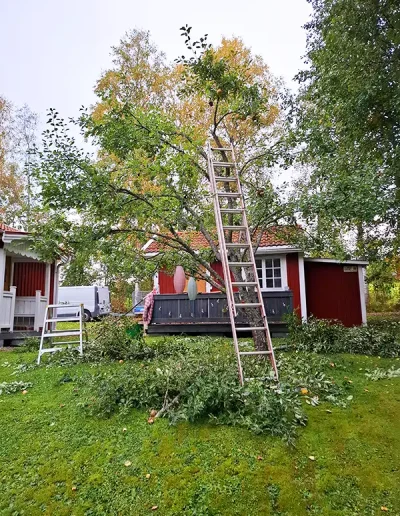 Trädbeskäring av JOLGAB Trädgårdstjänst